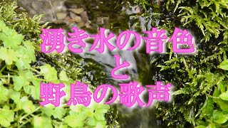 わき水、苔、野鳥のさえずり　自然の音色