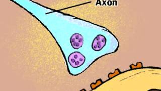Action Potential | Neuron | Neurotransmitter