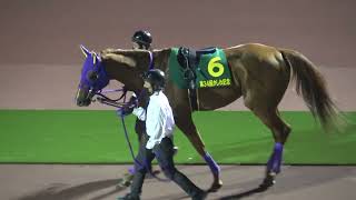 かしわ記念 2022 牡馬を蹴散らして勝利 パドック 現地映像 ショウナンナデシコ