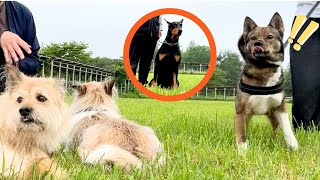 Samurai Charlie can't keep quiet when a super cool Doberman appears
