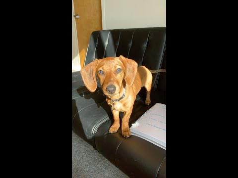 The Purpose and Struggles of the Dog