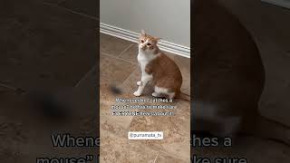 When your cat thinks it's a dog!   Cats and Dogs are Humans Best Friend #cat