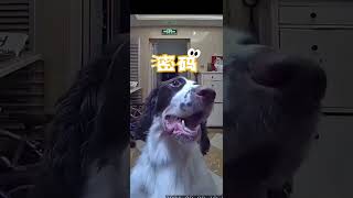 每次玩得都不想回家，不跟主人一起回来就这样了#狗子日常 #动物的无语瞬间 #史宾格