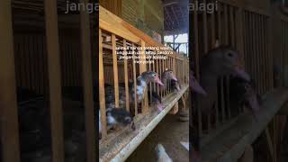 Ternak entok sistem panggung  #ternakentok #ternakentoksukses #peternakmuda #peternakan