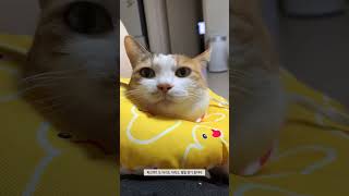 넥카라 뺏더니 바로 환묘 코스프레함 ㅋㅋㅋ #고양이 #cat #고양이일상 #고양이영상 #catlovers #catshorts