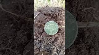 162 year old BRITTISH FARTHING found!! metal detecting NZ#oldcoins#newzealand#coolfinds#vanquish540