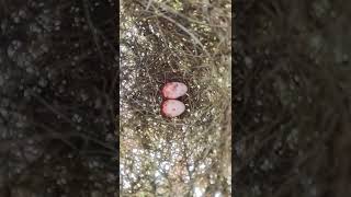 Small Nest Egg Birds EP#00929 #Egg citing #Ornithology #Nature #Biodiversity #Eggceptional
