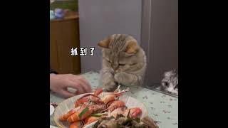 Cat who loves to eat 為食猫85 #funny #超級放鬆 #幽默 #喵哥是萌新 #搞笑 #貓咪日常