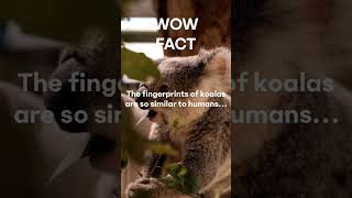 Maybe they did commit the crime… 🐨 #wowfact #interestingfacts #animals #facts