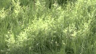 Ticks and Lyme Disease