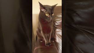 #indoorcat #legend #cutekittenvideos #funnycatsvideos #funnycatmemes 😁🐈🫶