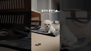 일편단심 아련한 강아지 #뭉자 #비숑
