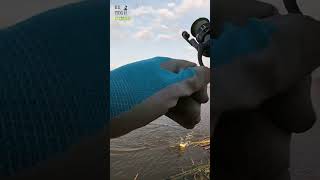 Carp Fight at Carrollton, Texas Pond 🐟 | Sweet Corn 🌽 & Method Feeder Bait Success!