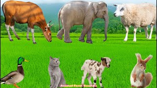 Cute Farm Animals: Rabbit, Pig, Duck, Dog, Parrot, Sheep, Goat, Cow, Chicken – Animal Sounds