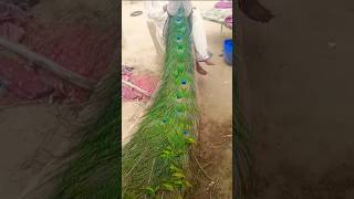 peacock beautiful Bird is tharparkar #cutebirds #birdlove #birdwings #birdlife #parrotbeak #birdgro
