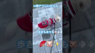 昨日の夕方🐷💨💨 #チワワ #チワワ大好き #お散歩 #可愛い #シニア犬 #犬 #犬のいる幸せ #犬のいる暮らし