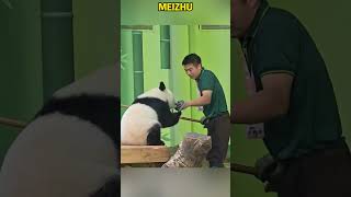 妹猪抱着扫把出场，这是准备用魔法起飞吗 #panda #redpanda夕消 #animals #redpanda夕消 #上野パンダ #cute #funny #pets #cutepanda