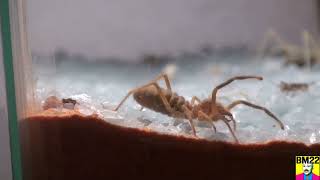 Camel Spider Solifugae in New Habitat Second Day