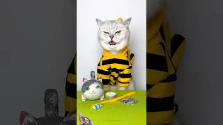 #funny #cleverhacks #cat #brush #goodthing #pets #cute #trending #cats #tricks