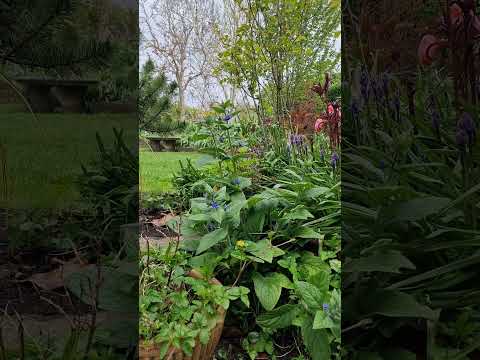 Weed or wildflower? Would you weed out green alkanet?