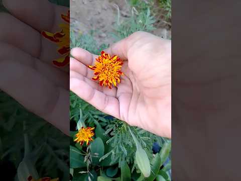 Marigold flower #gardenplants #flowerplants