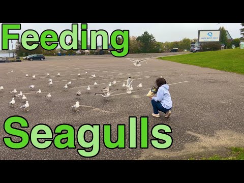 FEEDING POPCORN TO THE SEAGULLS