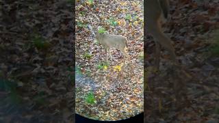 Shoot or Pass??? 25 yards #bowhunting #whitetailbucks #funky #nontypical MissouriDeer