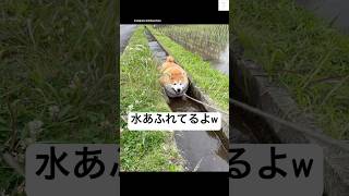 爆笑‼️水の流れを完全封鎖する柴犬😂　#柴犬　#犬　#かわいい犬 #犬のいる暮らし #面白い