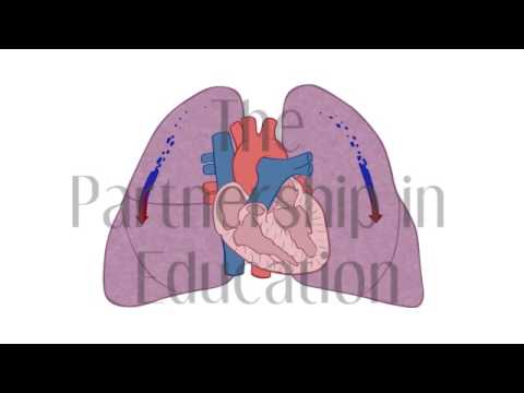 Blood Flow Animation | The Partnership in Education