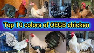 Old English game bantam chickens | Top 10 colors of OEGB | Old English game fowl chicken