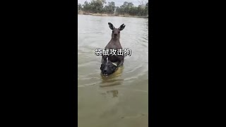 袋鼠攻擊狗子 #看動物世界品百味人生 #野生動物零距離
