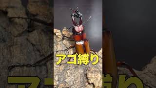 ♀が殺される前に知っておきたい【アゴ縛りの方法】#クワガタ