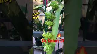 day 6 #vlog #shorts Six 🐉dragon fruits on one branch starting day 6😊