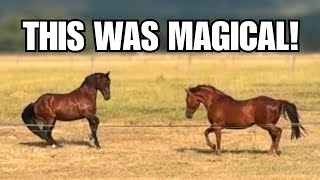 Adding new horses to the herd!