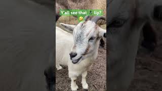 Oliver Likes Bad Smells 👃😷 #farmfriends #goat #funnyanimal #cute #smells #horn