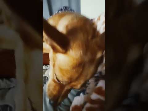 dis my dug