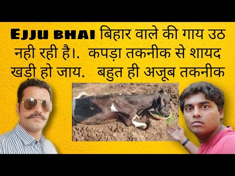 How to lift cow on foot fall down on the ground || जमीन पर पड़ी गाय को खड़ा करने की तकनीक | cow lift