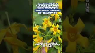 一家6口誤用斷腸草煲湯中毒（紅星新聞） #食品安全 #滋補養生 #煲湯 #斷腸草 #五指毛桃