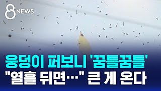 웅덩이 퍼보니 '꿈틀꿈틀'…"열흘 뒤면" 큰 게 온다 / SBS 8뉴스