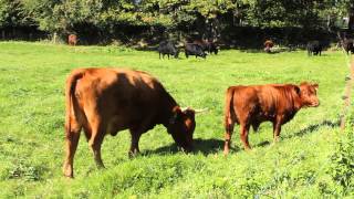 Kälbchen mit seiner Mama auf der Weide