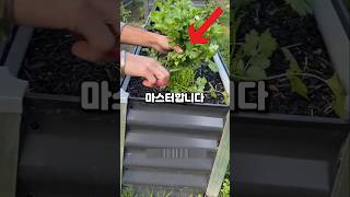 고수 사먹지 마세요! 집에서 고수 쉽게 키우기!