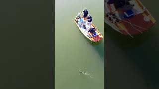 GIANT SKIPJACK CAUGHT IN SOUTH AFRICA!!! #shorts