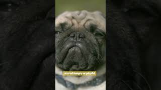 AI Can Now Understand Dog Language?!"#DogTranslator #AI2025 #PetTech #FutureOfPets #MindBlown