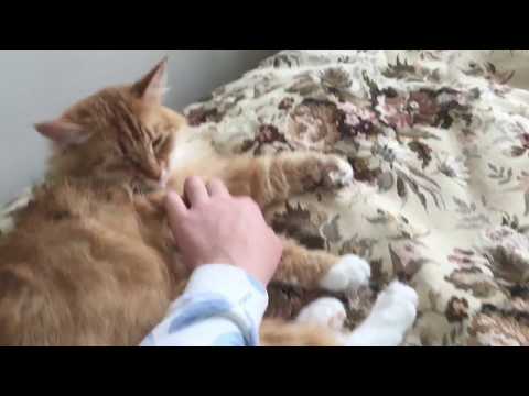 Petting Pusa ♡