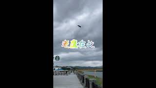 福隆星巴克的海鷹
