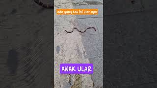 AWAS ADA ULAR #ular #ularberbahaya #ularsawa #shorts #fypシ