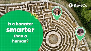 Is a Hamster Smarter Than a Human? | KiwiCo