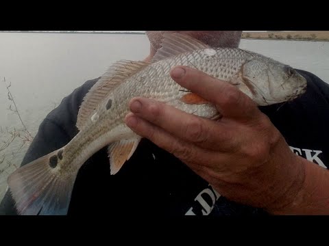 Red Fish rat size found and Flounder lost at shore of bridge.