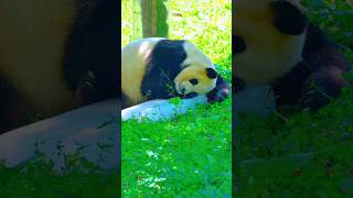 7.22福娃娃抱着冰块睡觉觉#大熊猫 #大熊猫福宝 #panda #푸바오