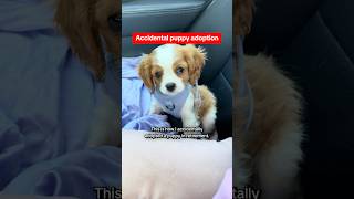 Watch anxiety disappear with one plug... #fyp #puppy #petdog #viral #nyc #lovepetsusa #foryoupage